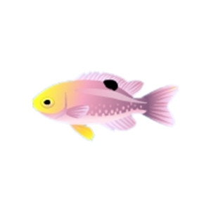 Talbots Damselfish